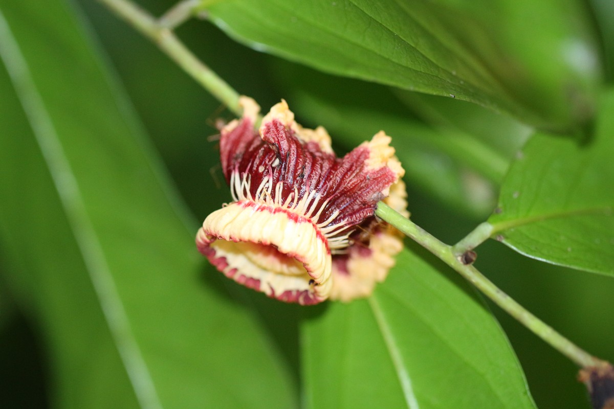 Napoleonaea imperialis P.Beauv.